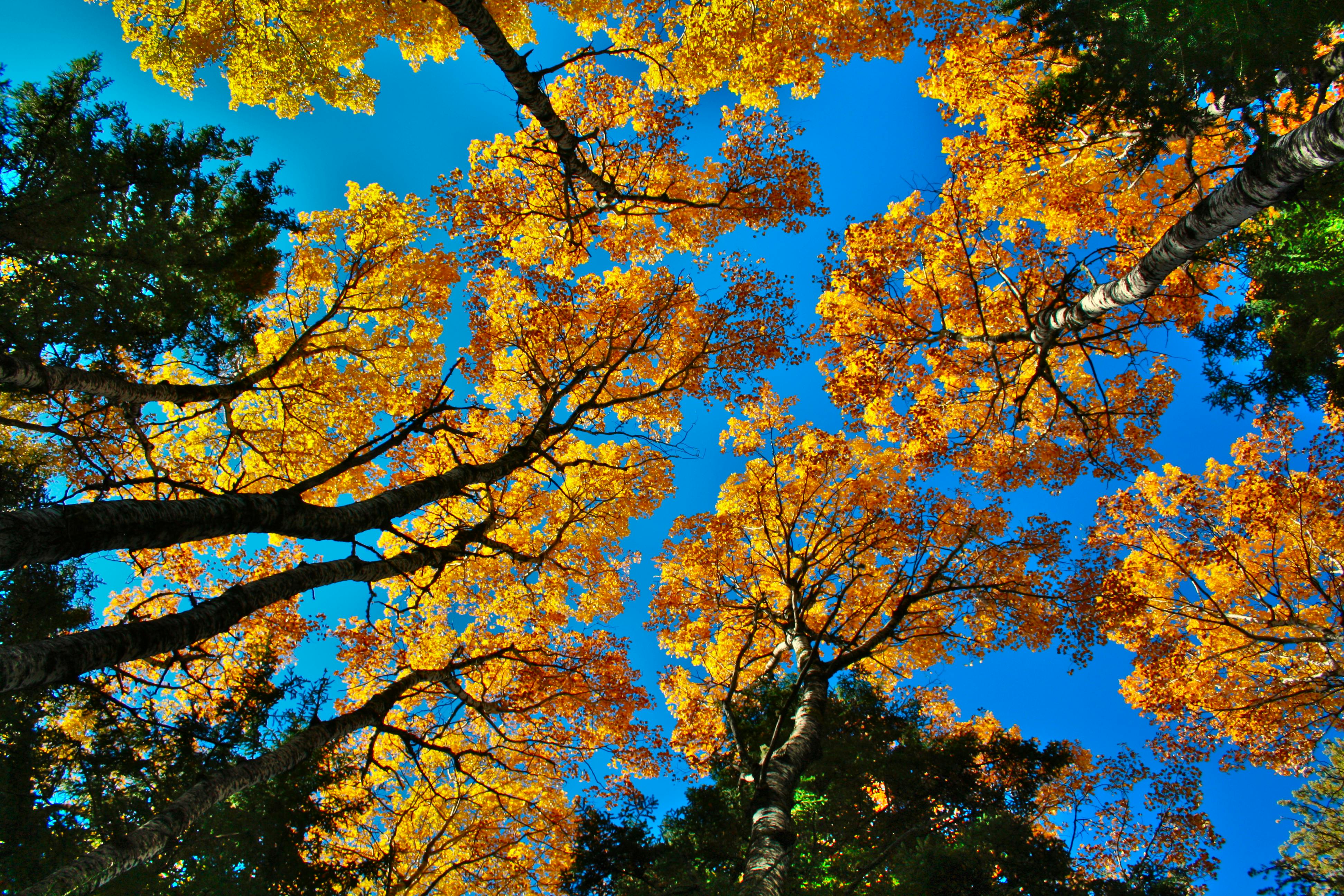 Forest Trees During Autumn · Free Stock Photo, image size:3888x2592