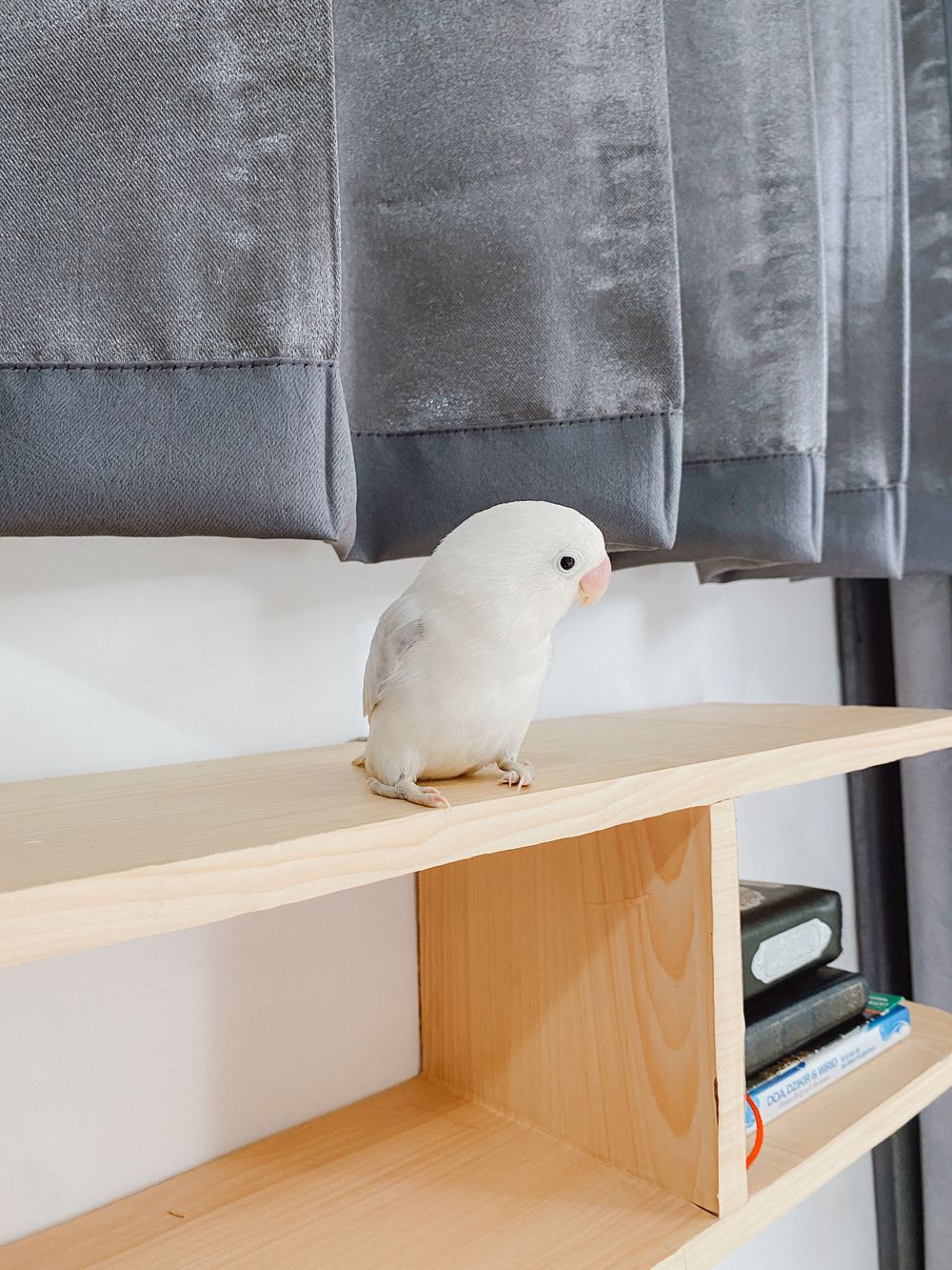 Small pet parrot perched indoors