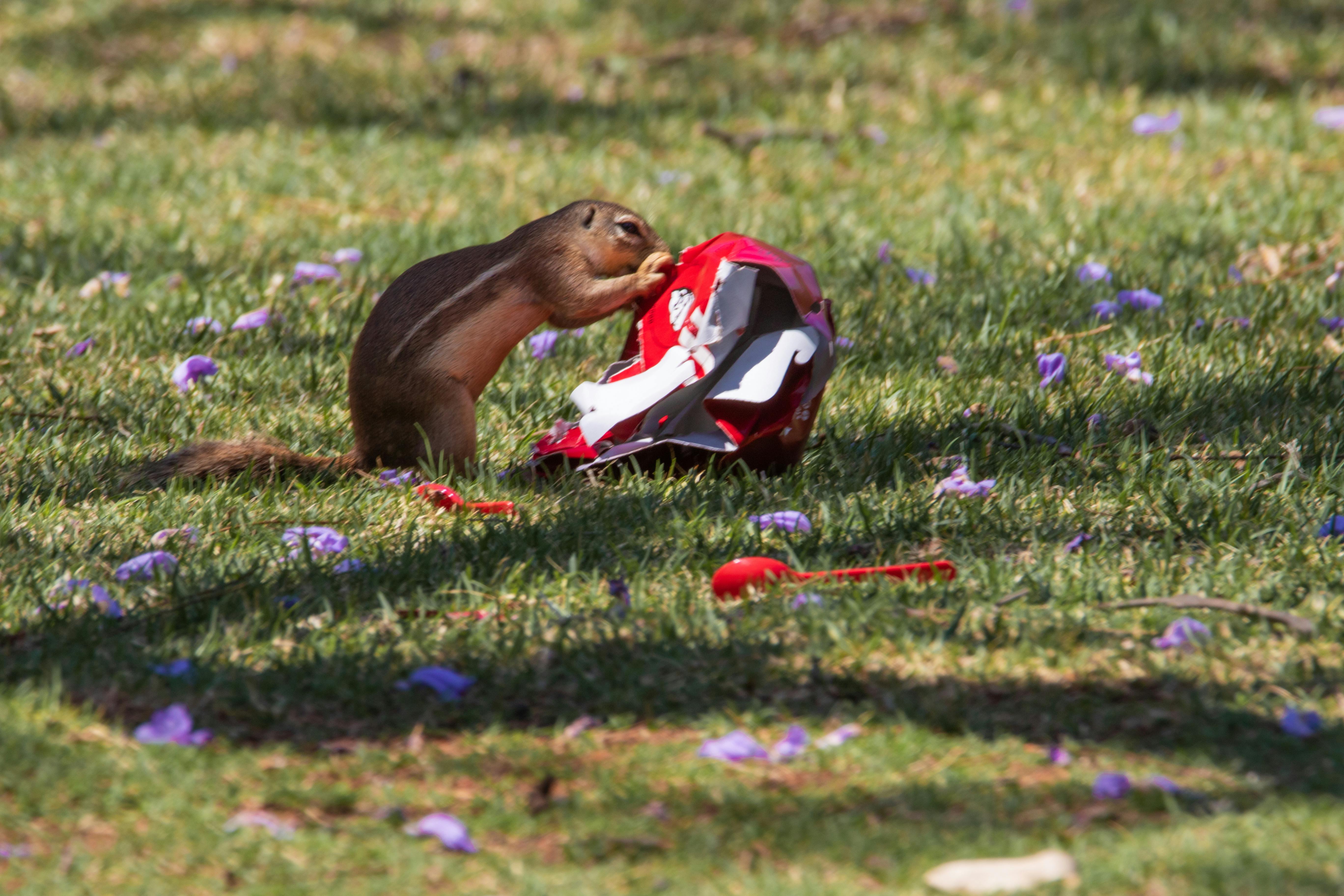 Free stock photo of animals, clean up, cleaning