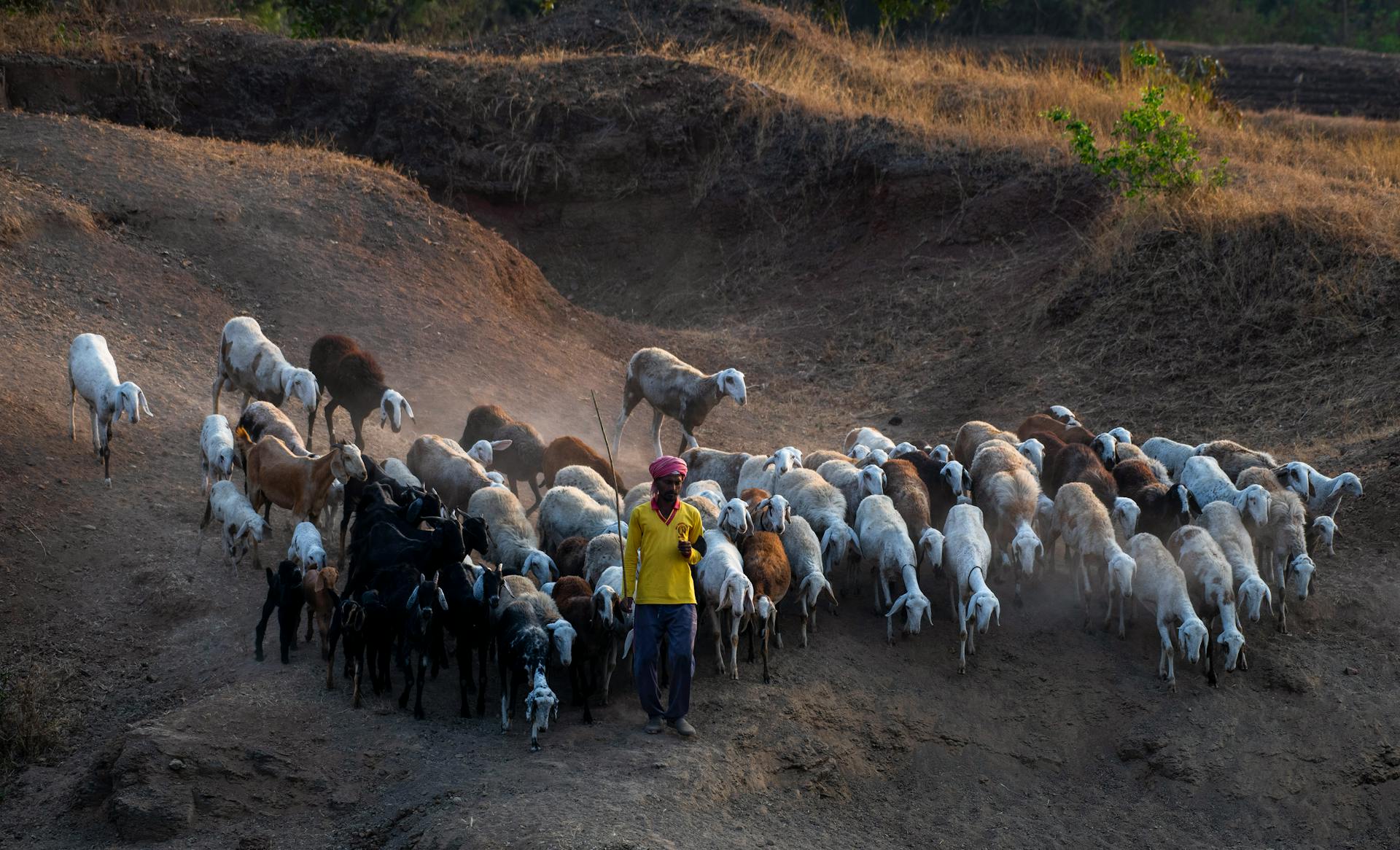 Shepherd with Sheep