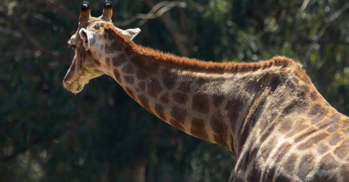 Free stock photo of animals, cute, giraffe