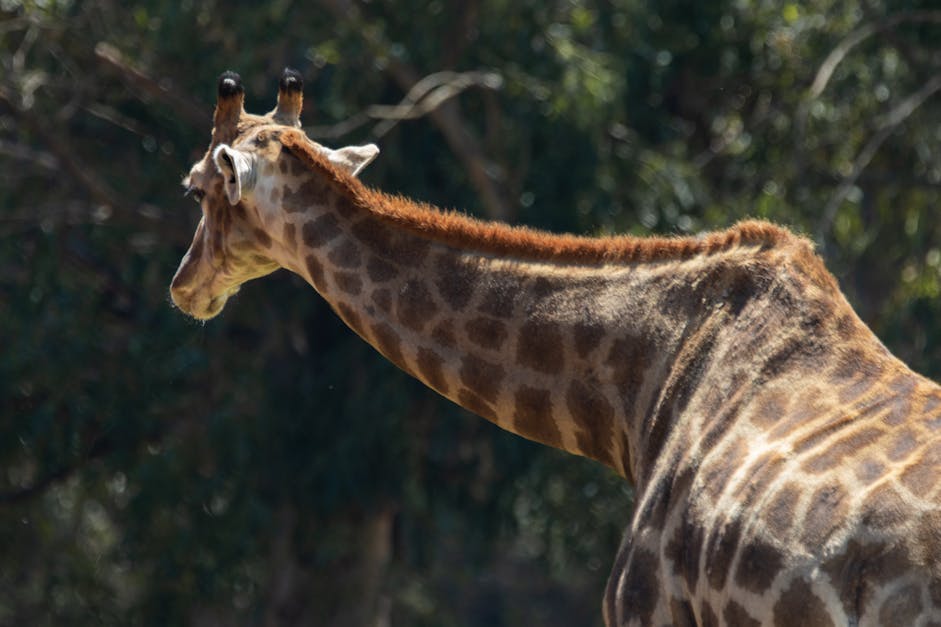 Free stock photo of animals, cute, giraffe
