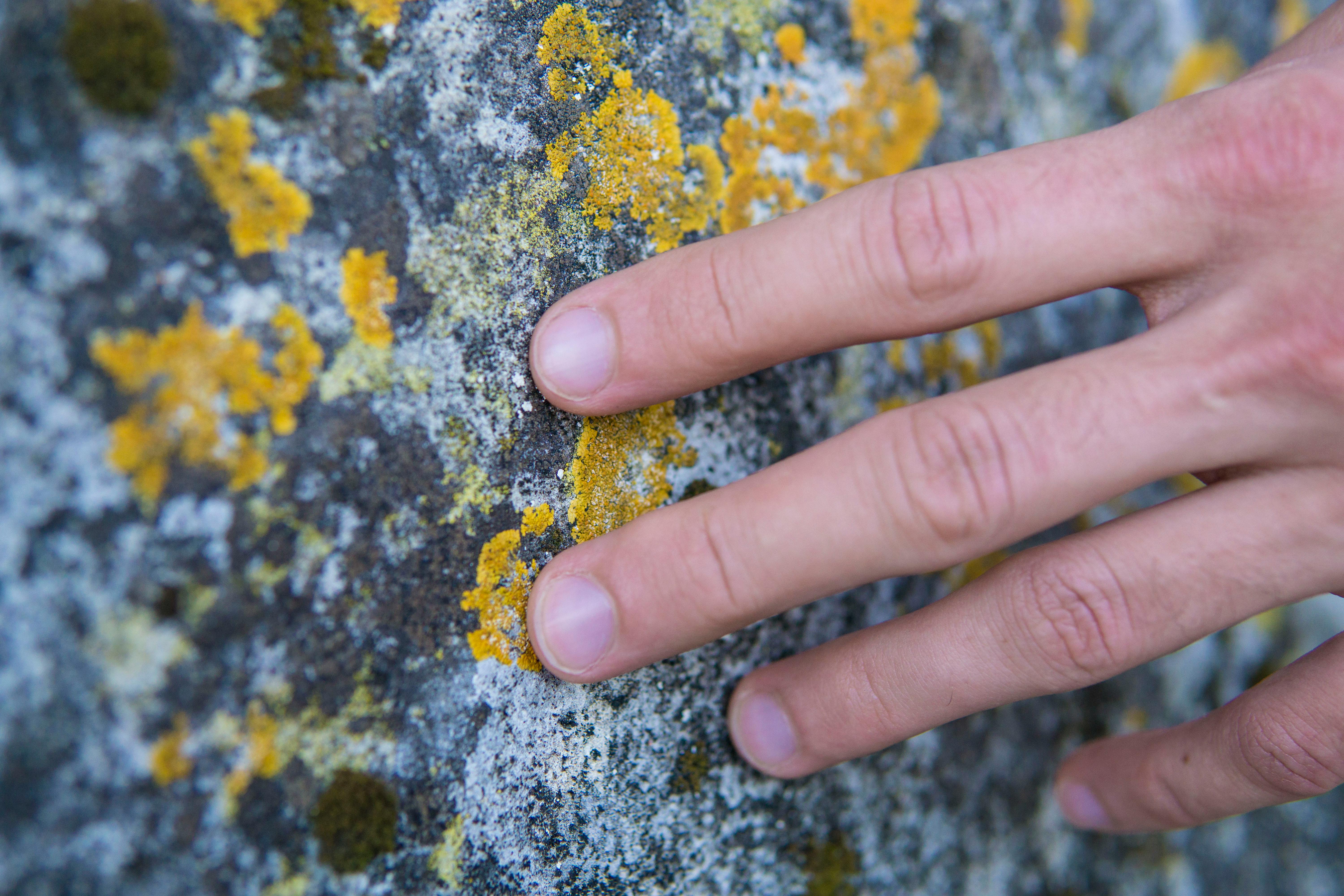 A hand touches yellow lichen growing on a textured rock wall, showing intricate natural details.