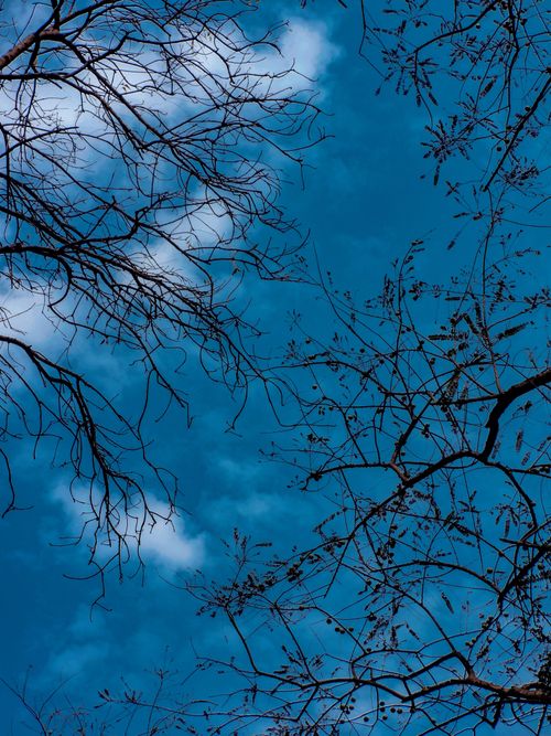 Free Bare branches silhouette against a vibrant blue sky dotted with clouds. Stock Photo