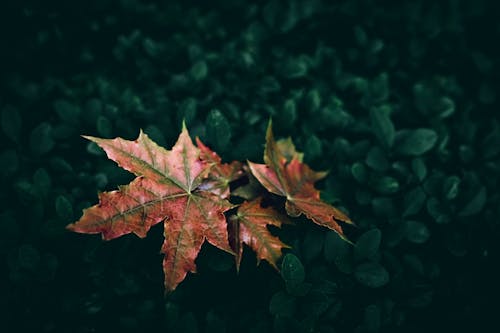 Free Close-Up Photograph of Maple Leaves Stock Photo