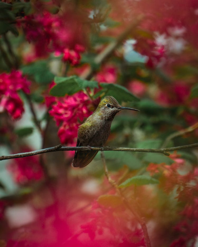 Anna Hummingbird Sitting On Tree Branch