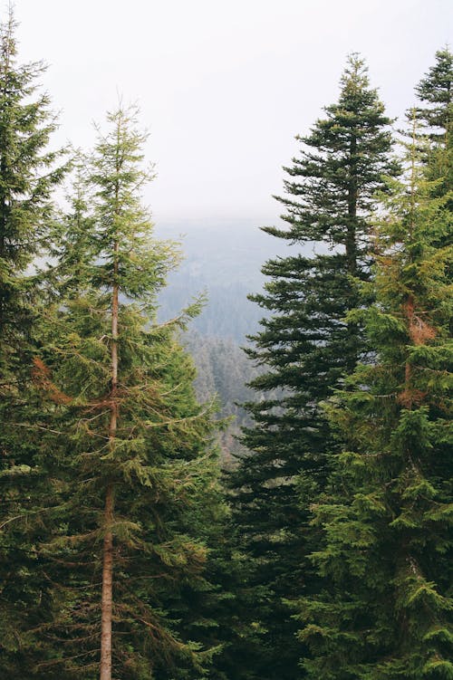 Fir Trees in a Forest