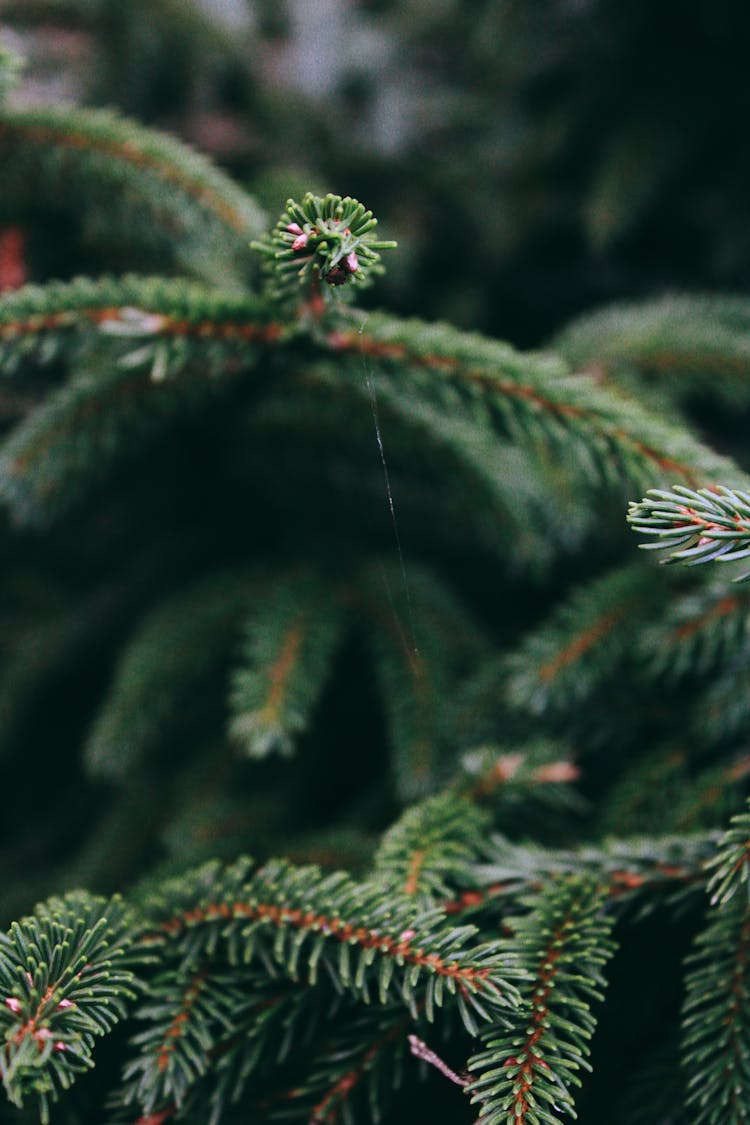 Close Up Of Conifer Branch