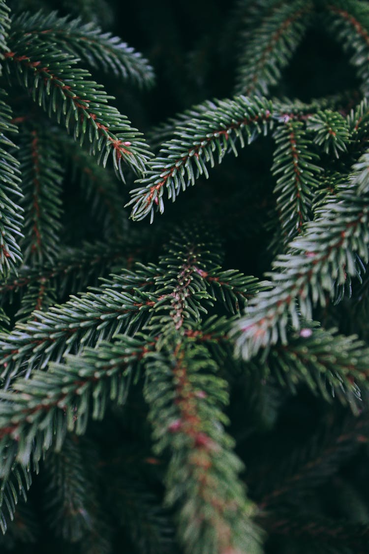 Close Up Of Conifer Branch