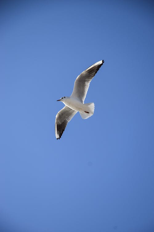 Darmowe zdjęcie z galerii z błękitne niebo, fotografia zwierzęcia, latający ptak