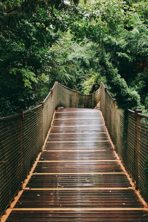 View of a Wooden Footbridge in a Forest