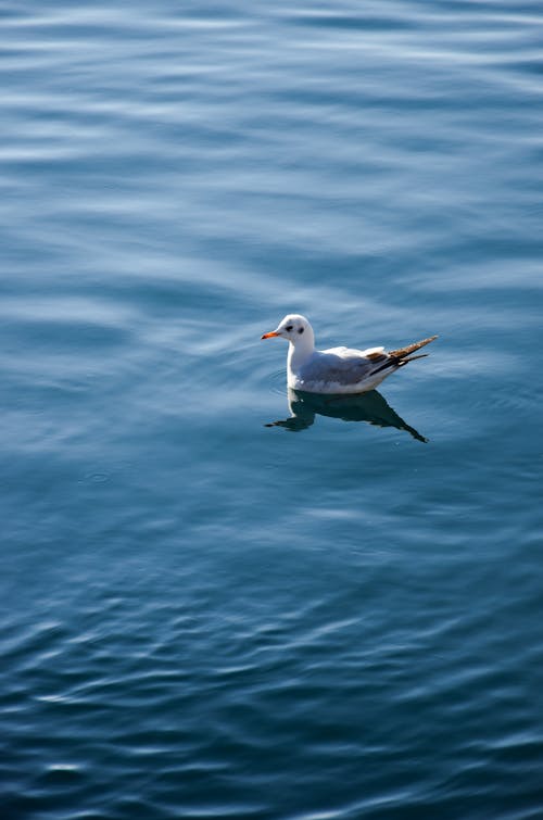 A Seagull Swimming in Blue Water 