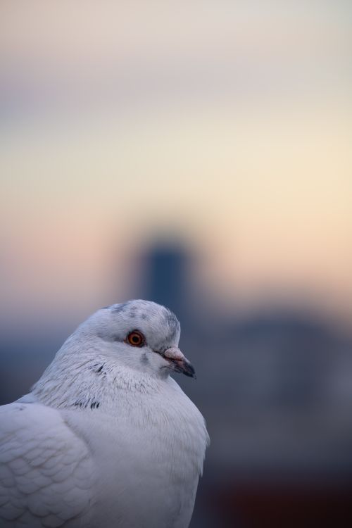 Free A detailed shot of a white pigeon with a city silhouette at dusk in Vienna. Stock Photo