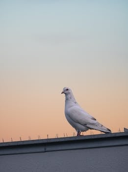 Serene white pigeon perched on a rooftop against a Vienna sunset sky, embracing tranquility.