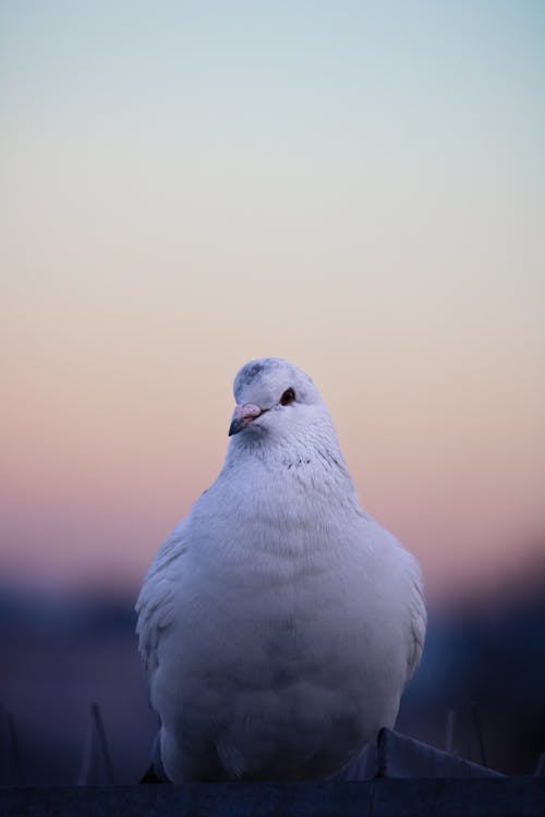 A white bird sitting on a fence