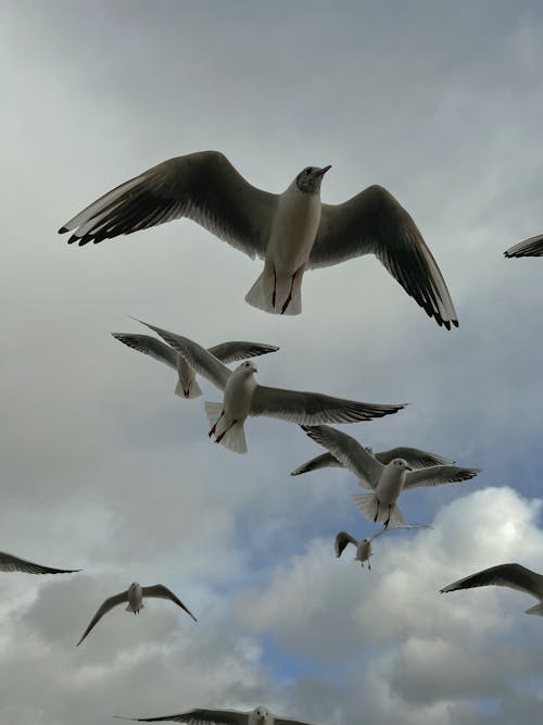 Flying Flock of Birds