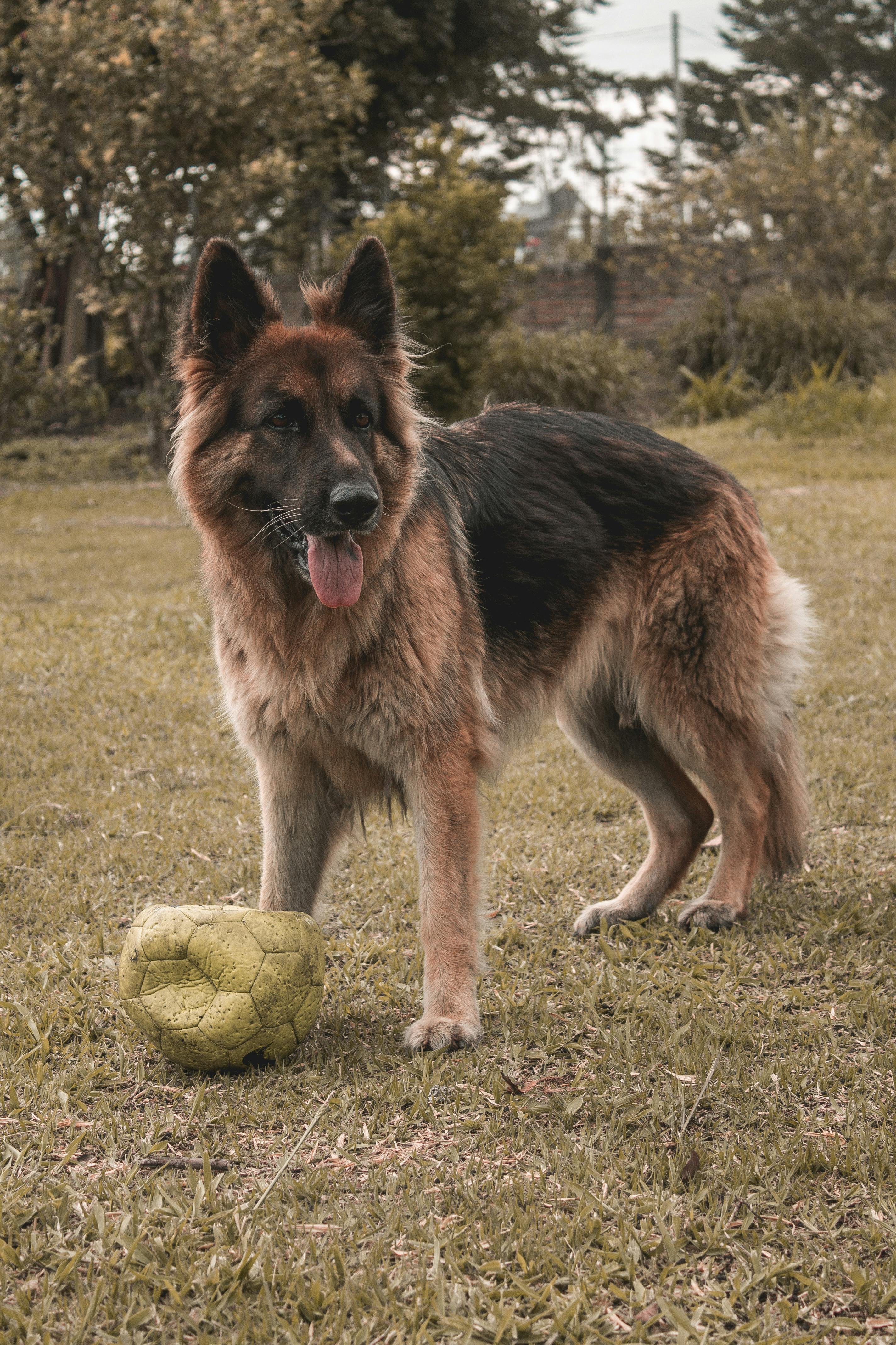 Mascota Photos, Download The BEST Free Mascota Stock Photos & HD Images Mascota Photos, Download The BEST Free Mascota Stock Photos & HD Images