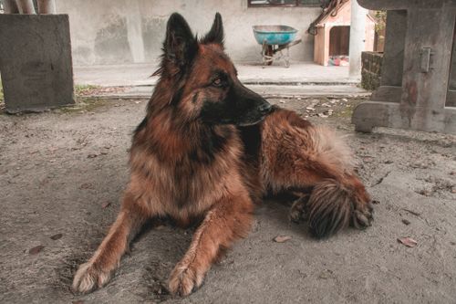 Free A German Shepherd dog lying on a concrete floor, looking away in a yard. Stock Photo