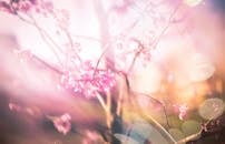 Blurry Photo of Pink Flowers