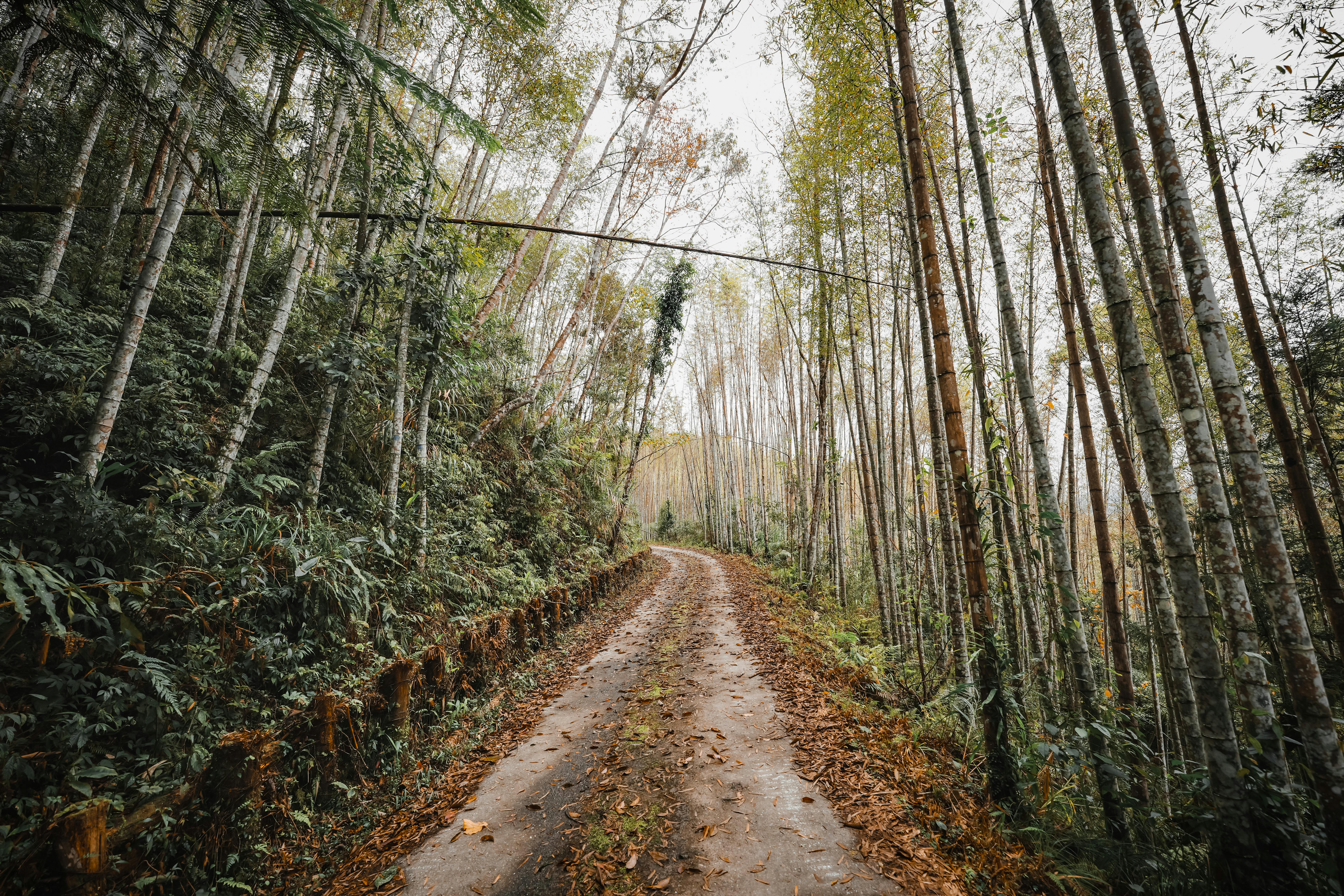 Explore a tranquil bamboo forest pathway in Taiwan during fall