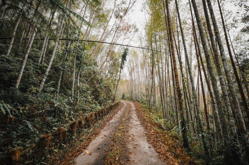 Free Explore a tranquil bamboo forest pathway in Taiwan during fall, showcasing nature's beauty. Stock Photo