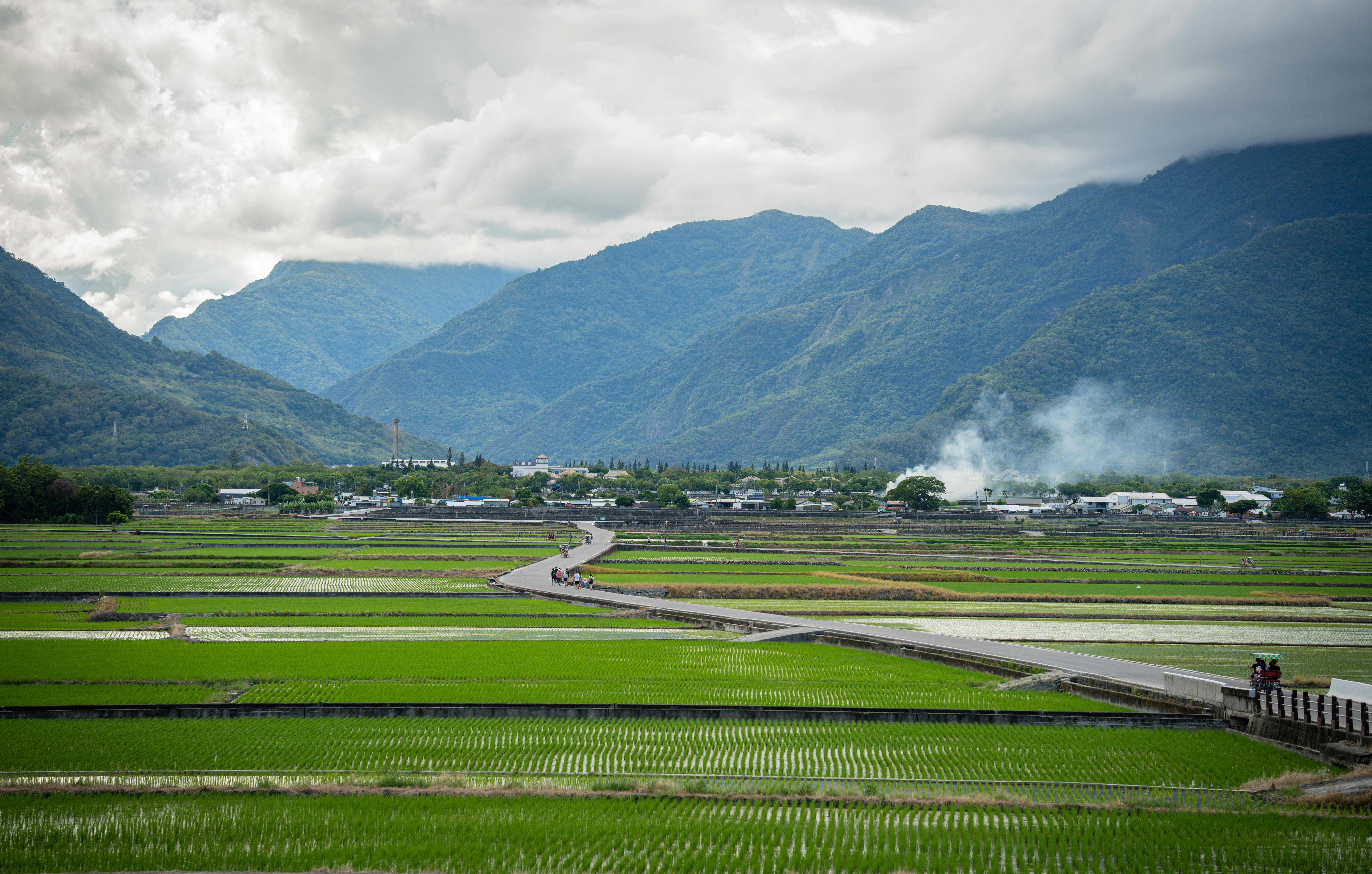 Lush Taitung rice fields with mountain backdrop in Taiwan, scenic countryside landscape