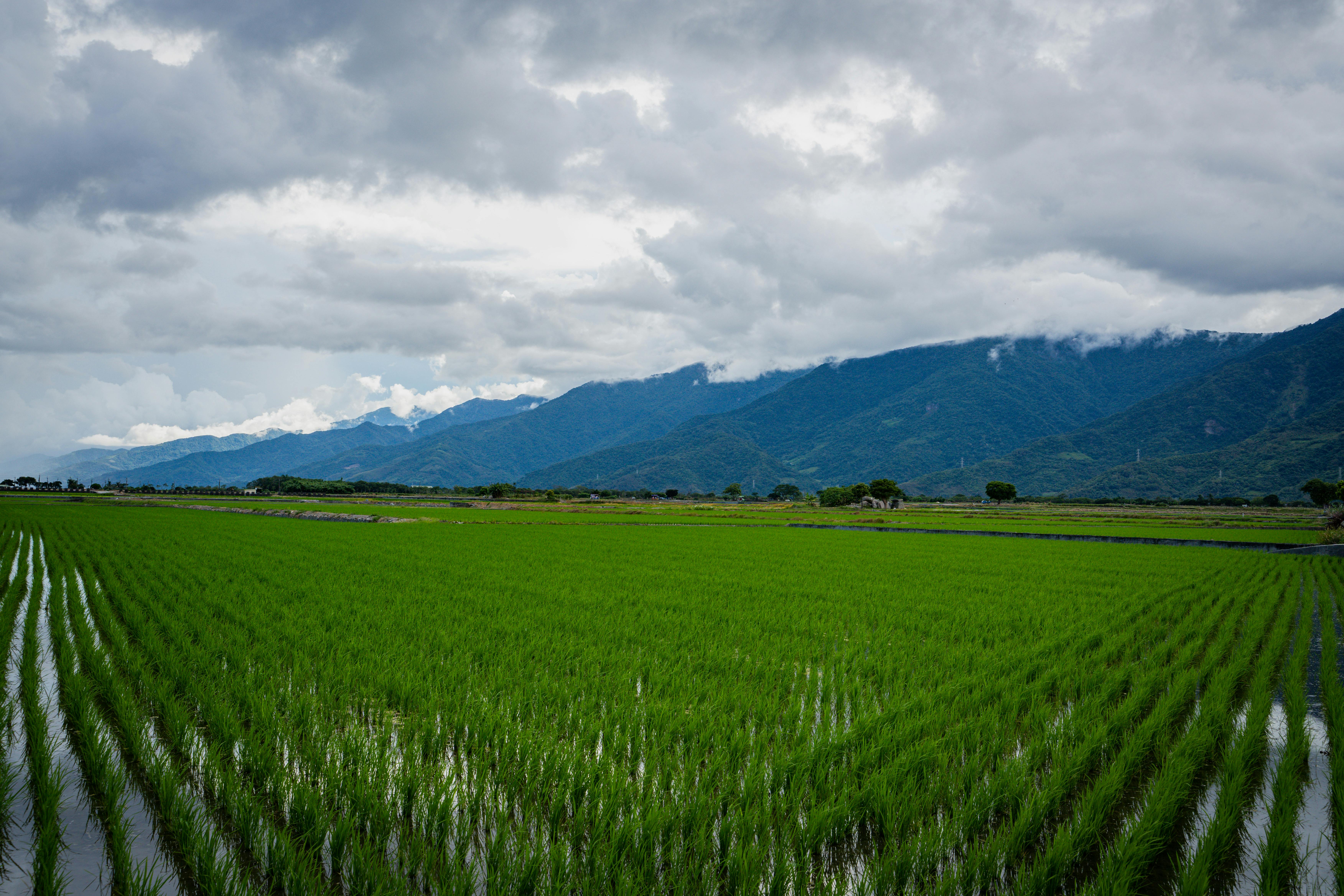 Lush green rice paddies with a mountainous backdrop in Taitung, Taiwan.