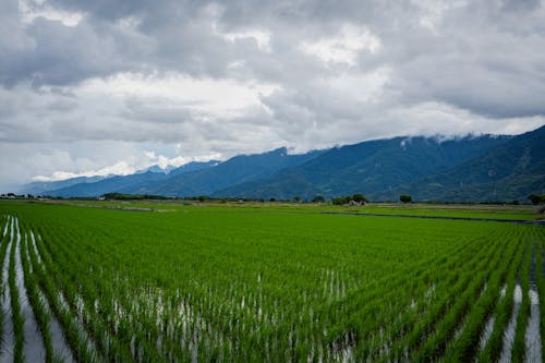 Foto profissional grátis de agricultura, arroz, cadeia de montanhas
