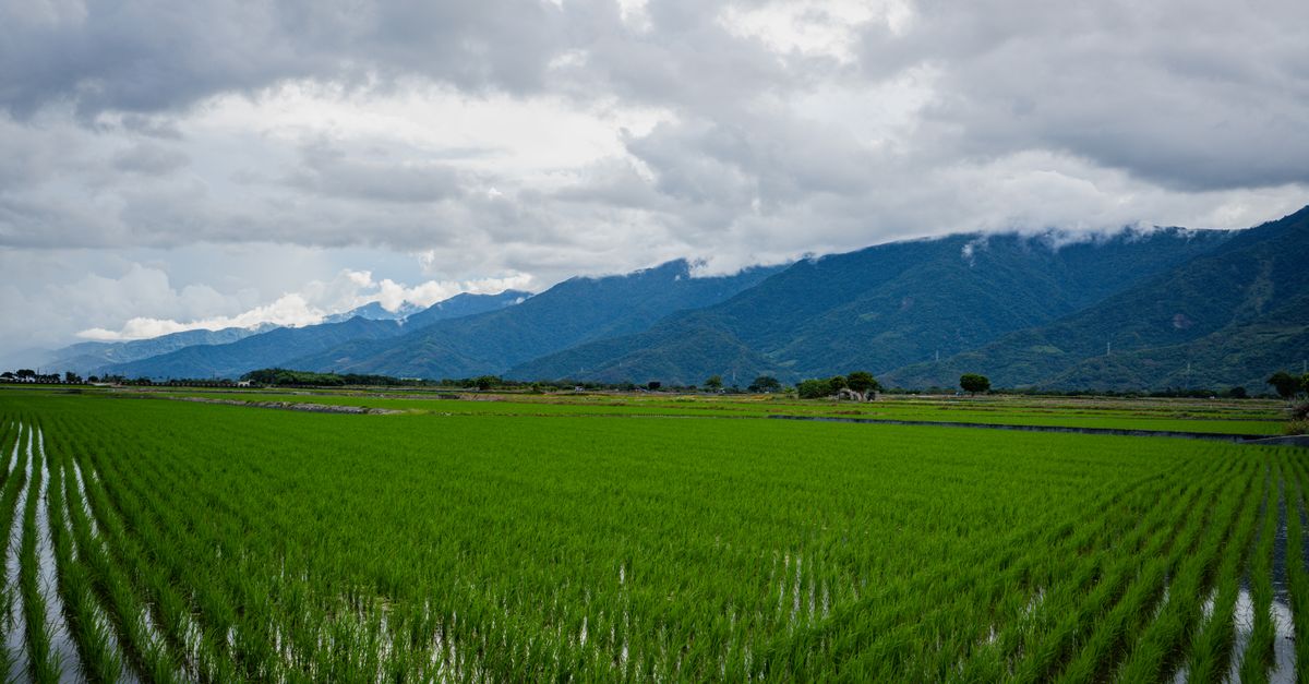 Erratic Monsoon Puts India's Crops and Power Grid Under Pressure