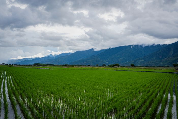 Terrazas de arroz en Sapa Vietnam al atardecer
