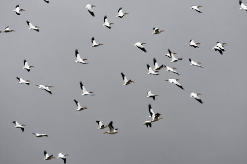 A Flock of American White Pelicans Flying 