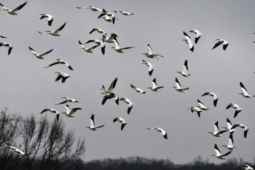 A Flock of American White Pelicans Flying 