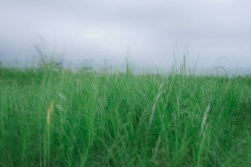 View of a Grass Field 