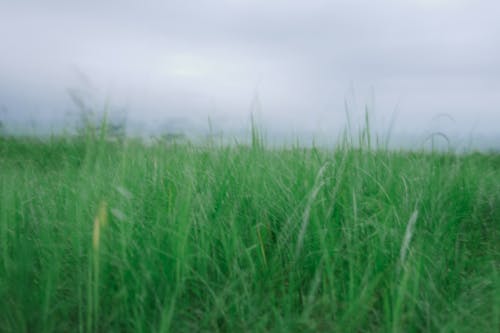 Základová fotografie zdarma na téma hřiště, obloha, rozostření