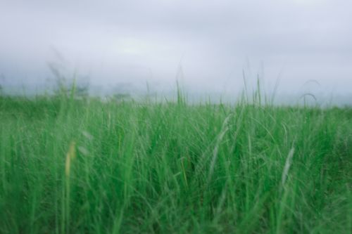 Free A tranquil green field with blurred grass under a cloudy sky, creating a peaceful outdoor scene. Stock Photo