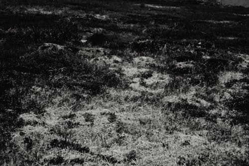 Meadow in Monochrome