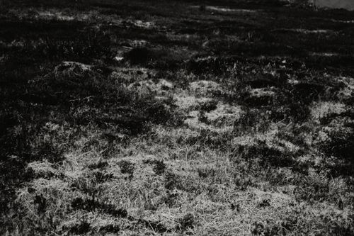 Free A monochrome landscape capturing the intricate patterns of natural grass in a meadow. Stock Photo