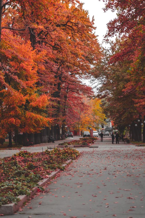 Immagine gratuita di alberi, autunno, cadere