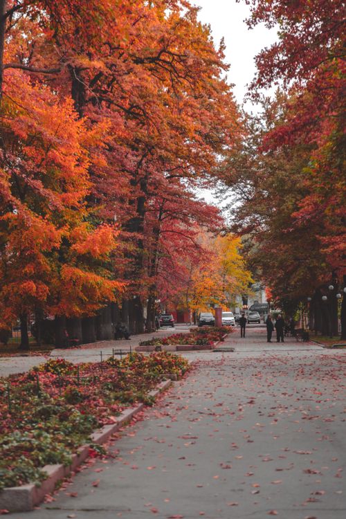 People Walking on the Pathway between Autumn Trees · Free Stock Photo