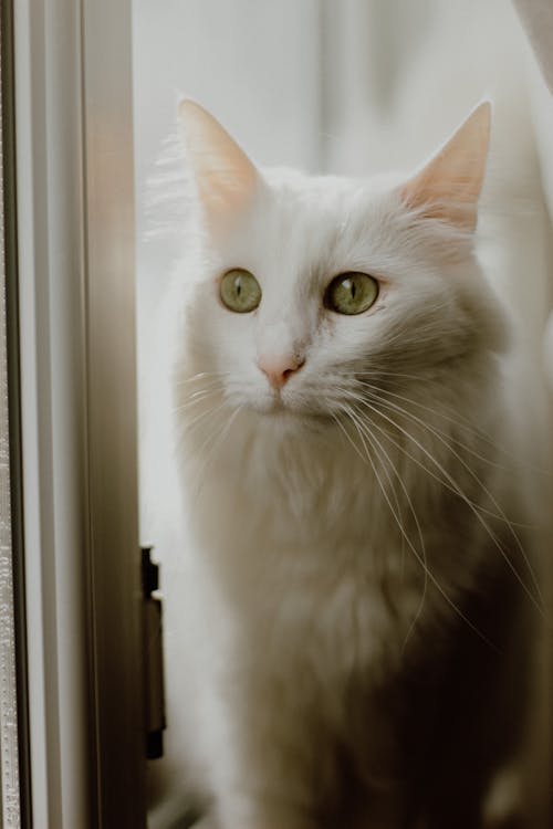 Free Shot of White Cat Stock Photo
