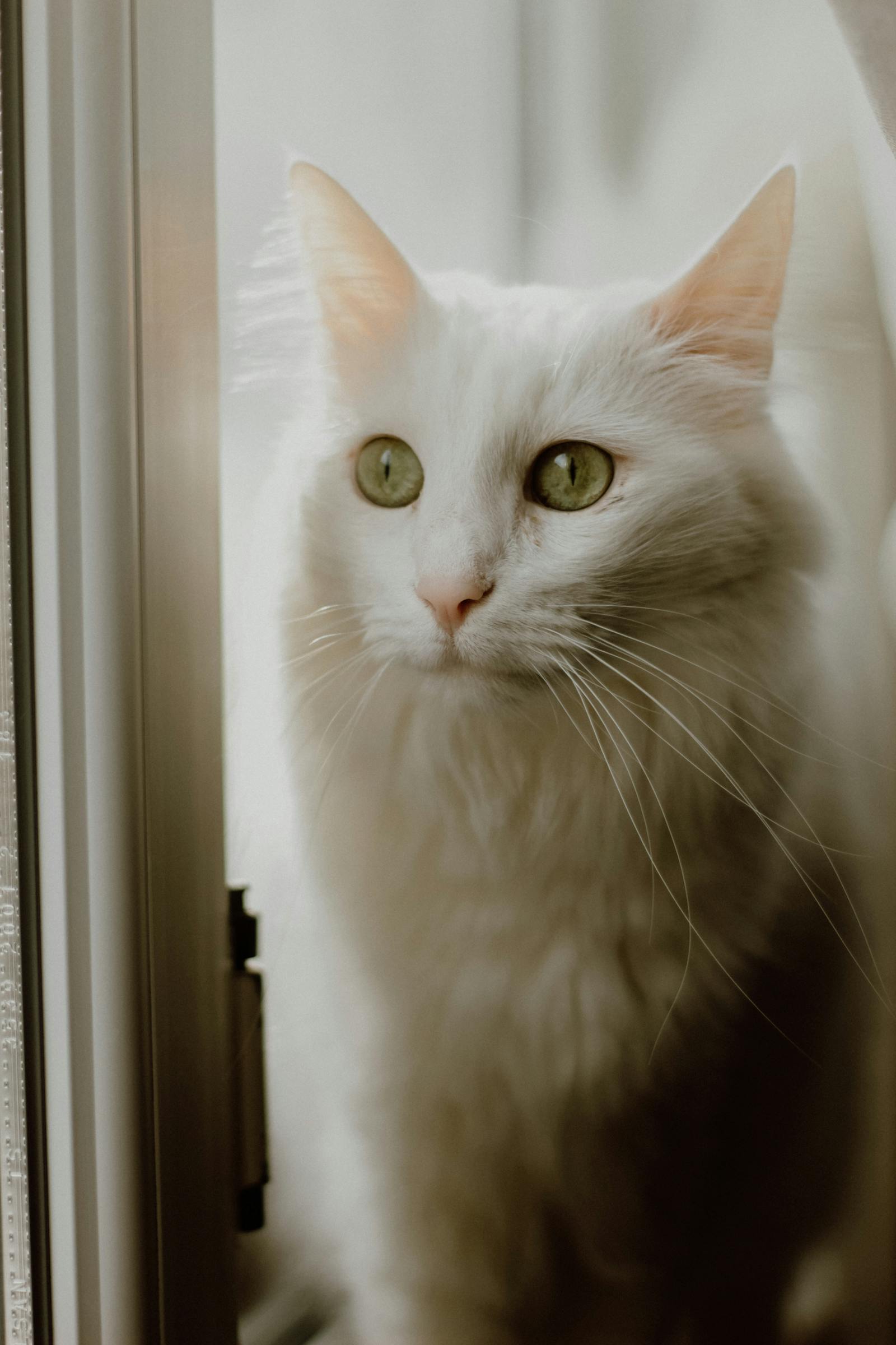 White Cat Deshed Photos, Download The BEST Free White Cat Deshed Stock