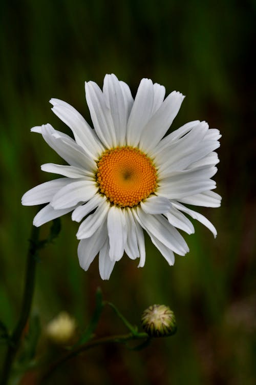 Close-up of a White Daisy 