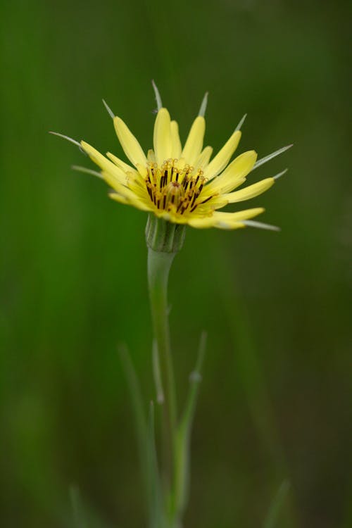 Close-up of a Yellow Salsify Flower on a Meadow 