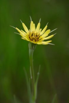 Salsify — Salsifis
