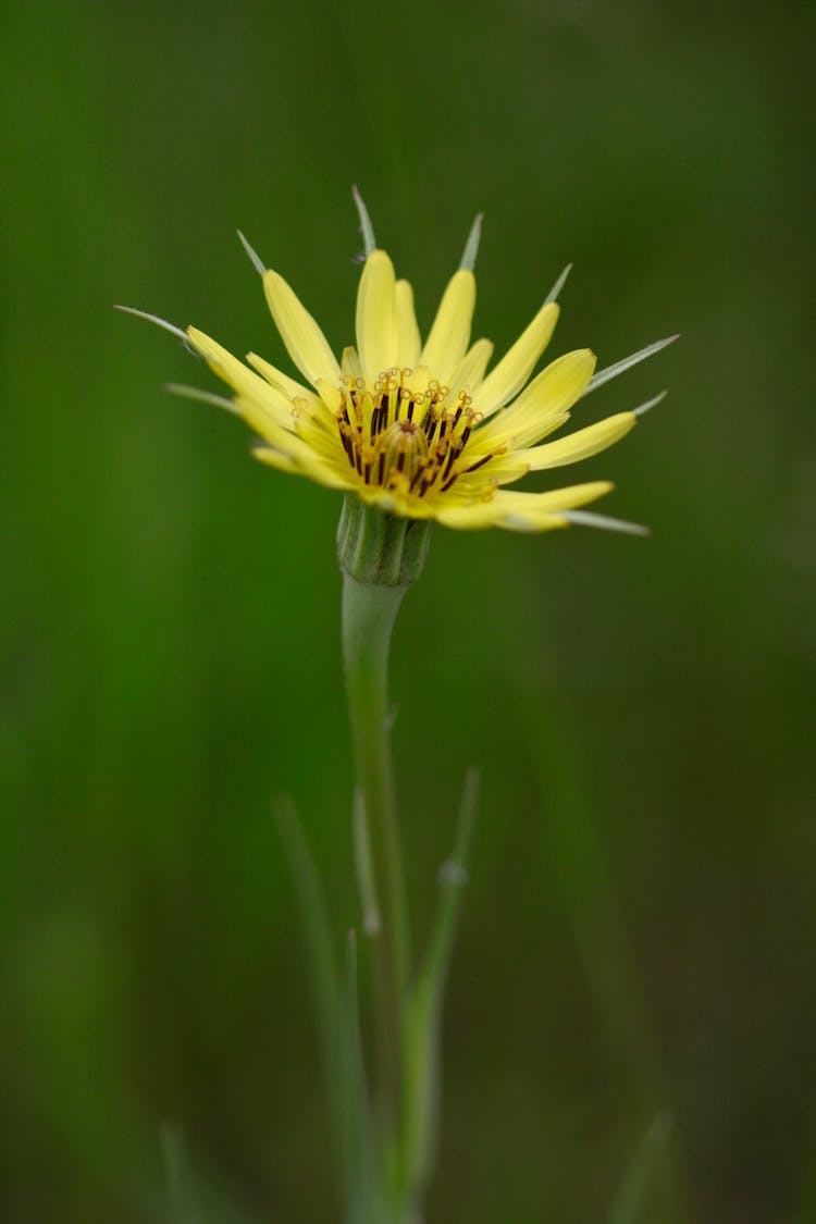 Yellow Salsify