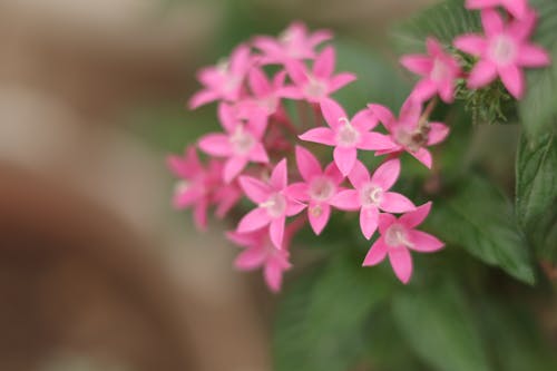 插花, 粉紅色的花 的 免费素材图片