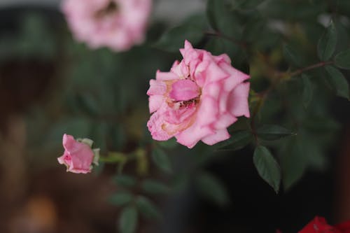 插花, 粉紅色的花, 粉红色的玫瑰 的 免费素材图片