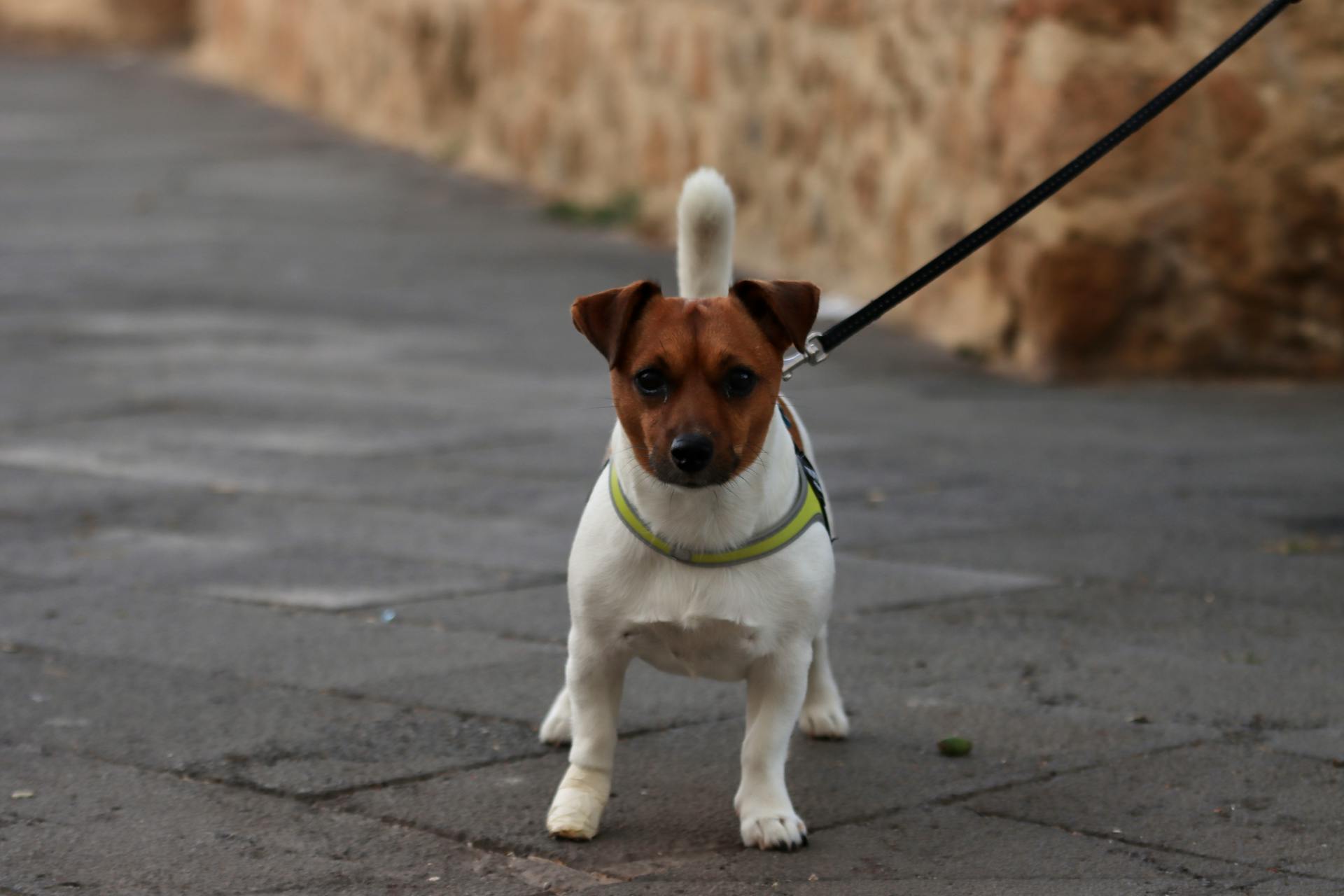 Bilden av en liten hund i koppel