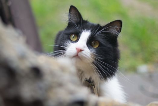 一只迷人的黑白小猫，好奇地在户外偷看，眼睛格外引人注目
