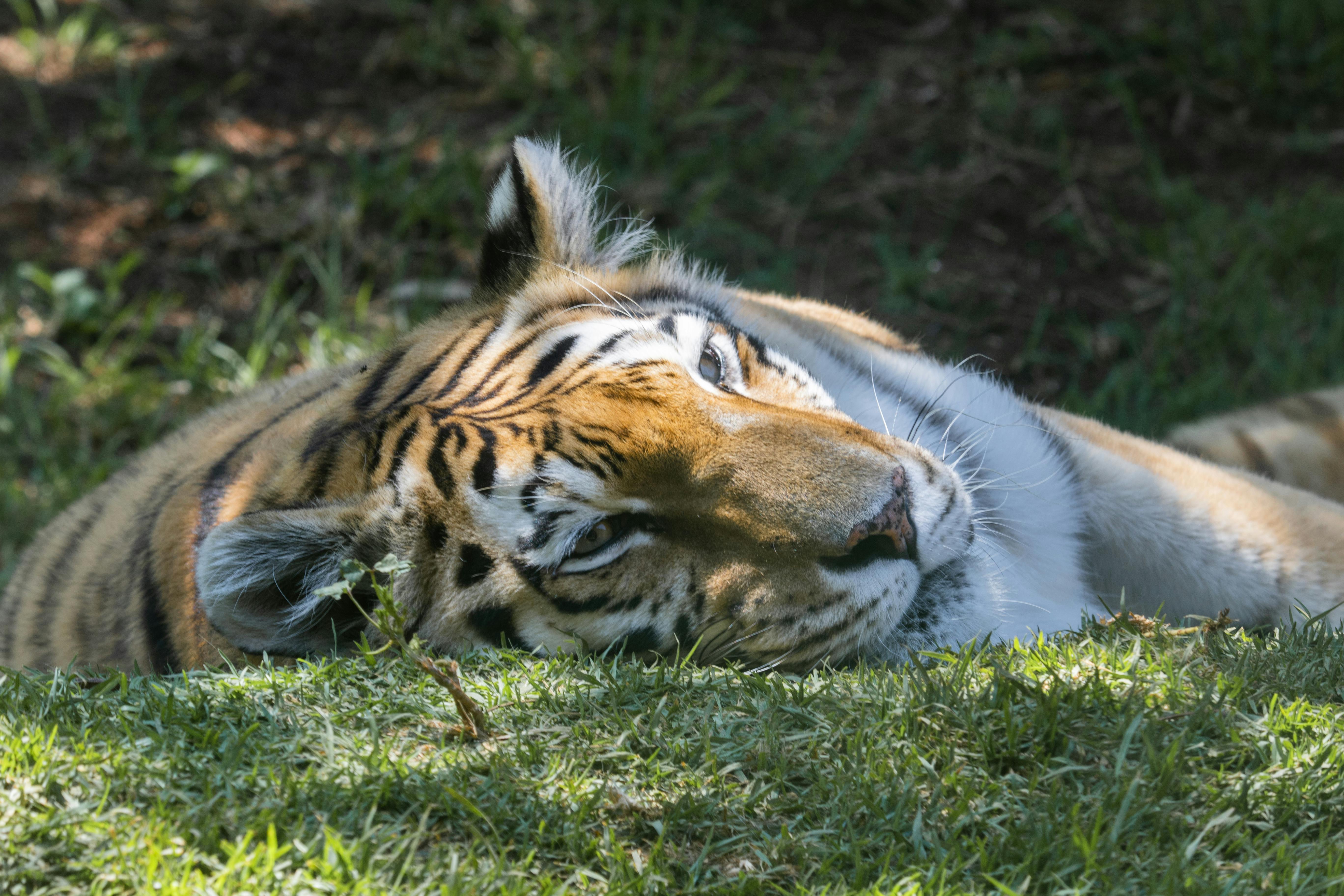 Kostenloses Foto Zum Thema Gefährlich Katze Natur